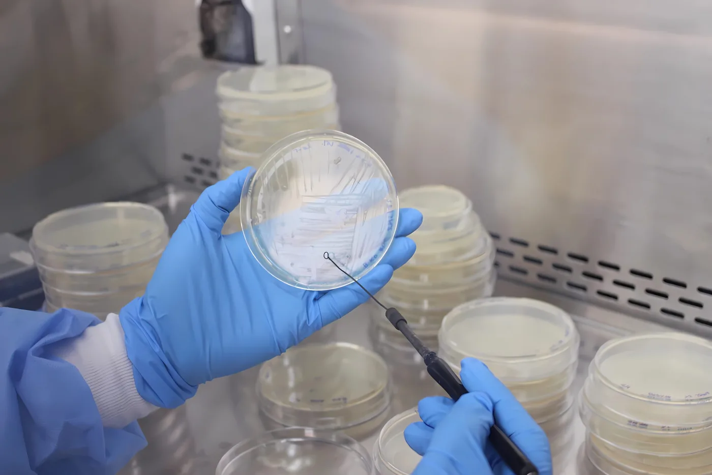 Siembra de placas de cultivo en el laboratorio de vacunas de INCAR²